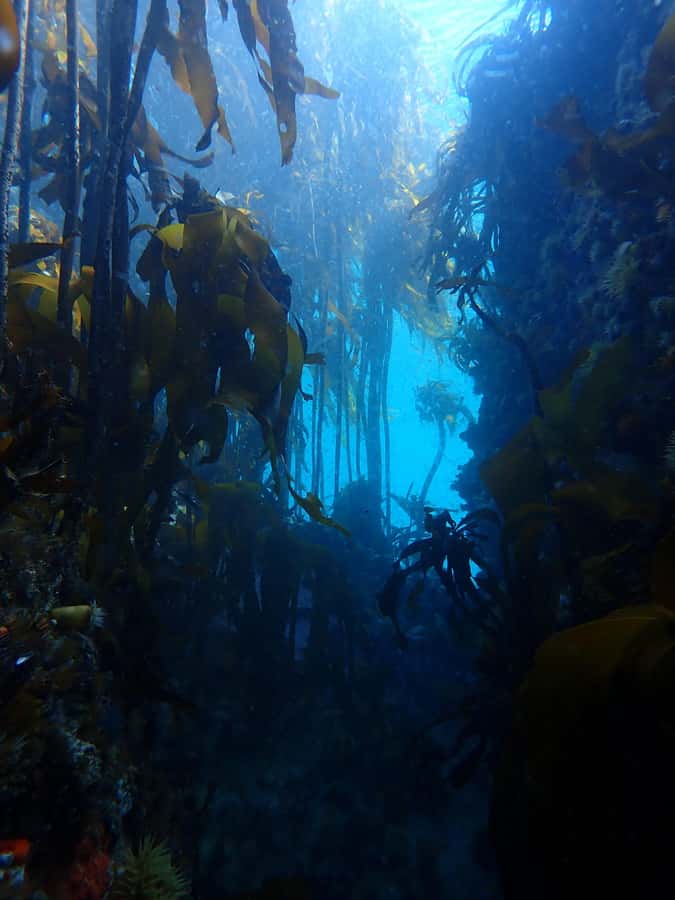 Cape Town: Shark Science SCUBA Diving Experience - Key points to know before booking