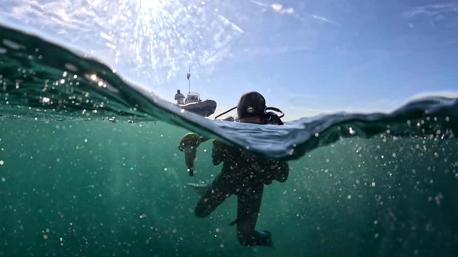 Cape Town: Shark Science SCUBA Diving Experience - Who will enjoy this most