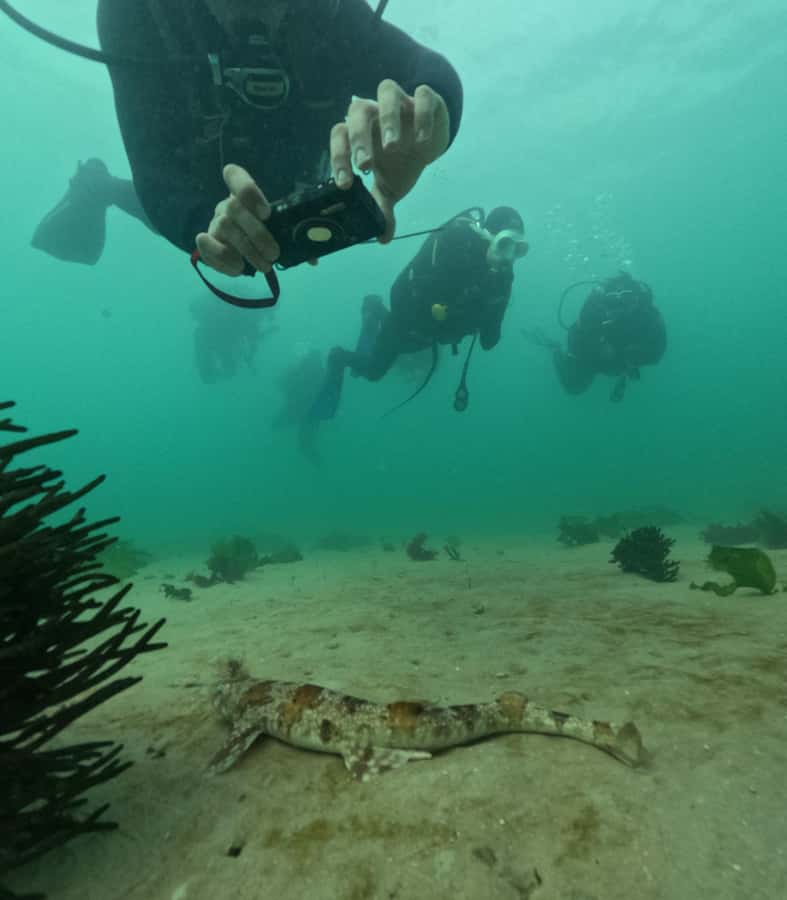 Cape Town: Shark Science SCUBA Diving Experience - The 20-minute briefing: kelp, sharks, and safety