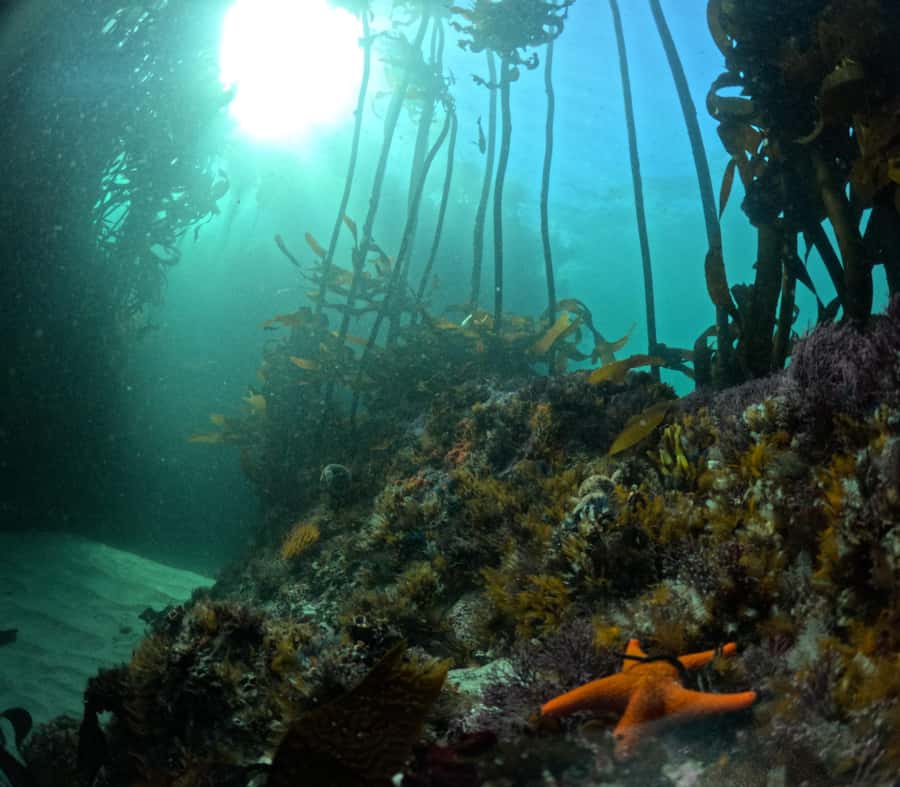 Cape Town: Shark Science SCUBA Diving Experience - Entering the kelp forests near Simon’s Town