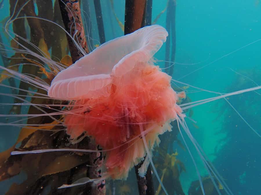 Cape Town: Shark Science SCUBA Diving Experience - Turning shark photographs into useful data