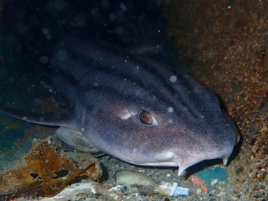 Cape Town: Shark Science SCUBA Diving Experience - What the $178 price includes