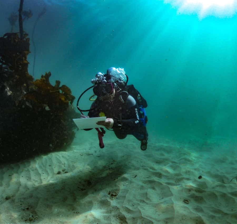 Cape Town: Shark Science SCUBA Diving Experience - Meeting Cape RADD at the False Bay Yacht Club
