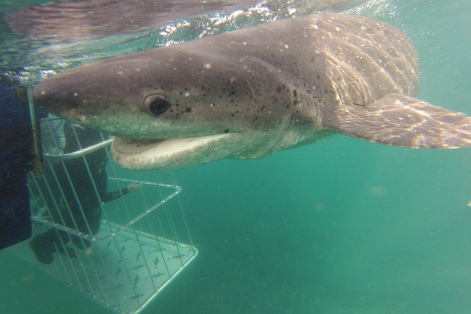 CapeTown: Shark Cage Diving Experience with Scuba - Meeting the crew in Simon’s Town