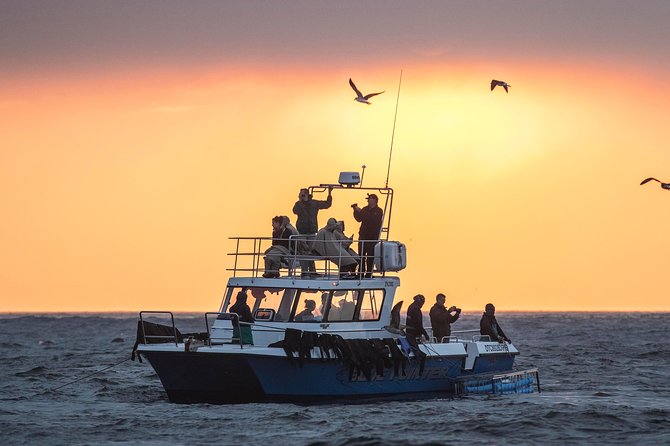 CapeTown: Shark Cage Diving Experience with Scuba - The ride toward Seal Island