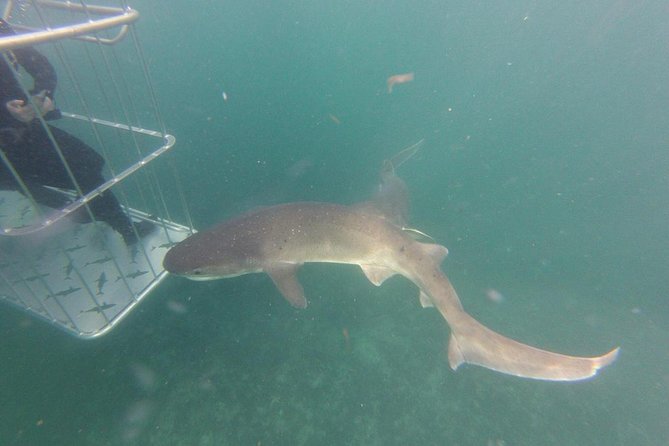 CapeTown: Shark Cage Diving Experience with Scuba - When the sharks stay away