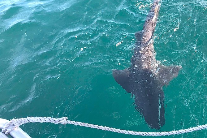 CapeTown: Shark Cage Diving Experience with Scuba - What to wear and pack