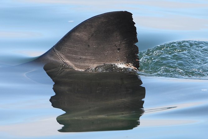 CapeTown: Shark Cage Diving Experience with Scuba - Underwater with bronze whaler sharks