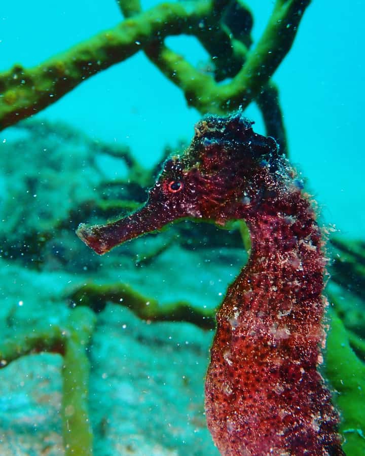 Cartagena: 2 Tanks Dive Plan For CERTIFIED DIVERS - A closer look at the return to Cartagena