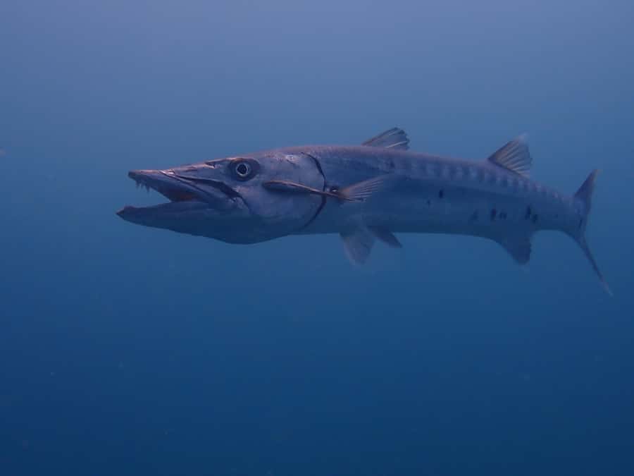 Cartagena: 2 Tanks Dive Plan For CERTIFIED DIVERS - Booking details worth keeping in mind