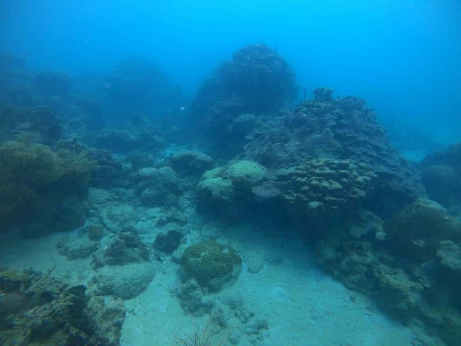 Cartagena: Basic Diving for beginners in Rosario Islands - Who will enjoy this most?