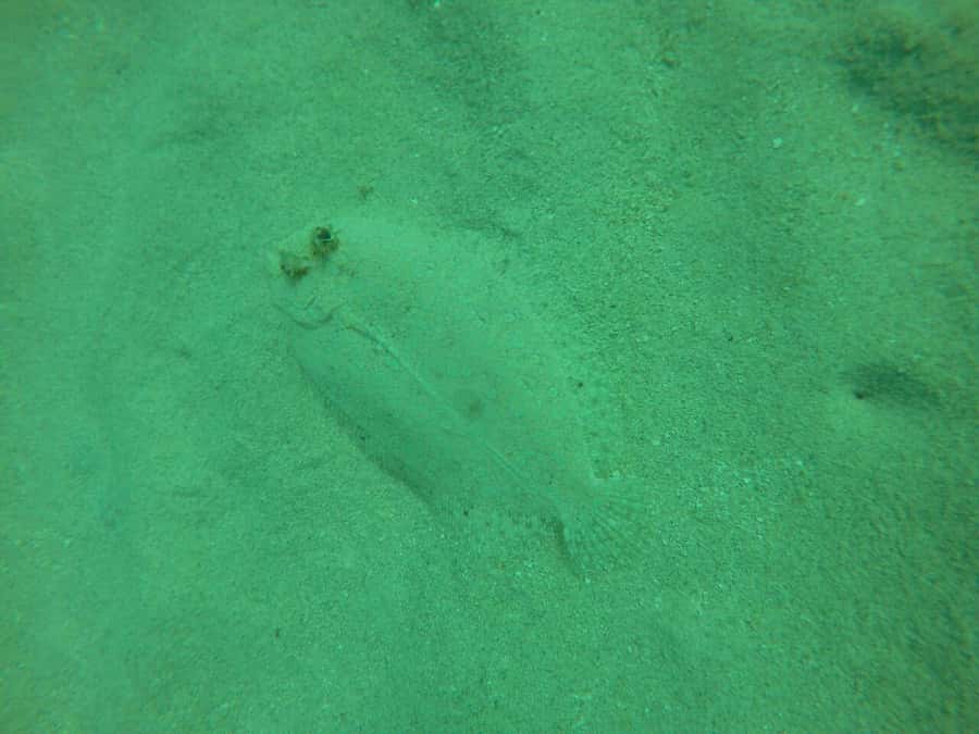 Cartagena: Basic Diving for beginners in Rosario Islands - The 30-minute lesson comes before the water