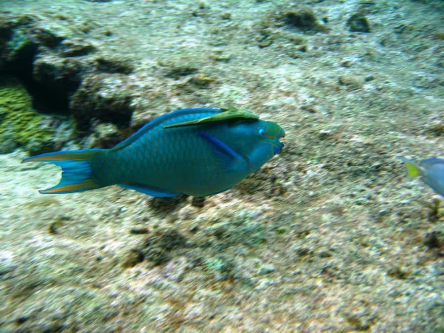 Cartagena: Basic Diving for beginners in Rosario Islands - Lunch on Barú: fish, pork, and coconut rice