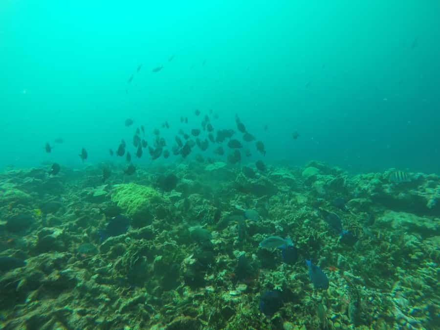 Cartagena: Basic Diving for beginners in Rosario Islands - Is $137 a fair price?