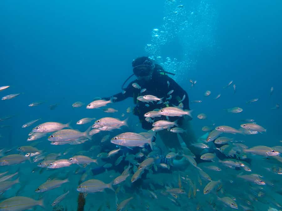 Cartagena: PADI DISCOVER SCUBA / MINICURSO DE BUCEO - Fruit, rest, and a second chance underwater