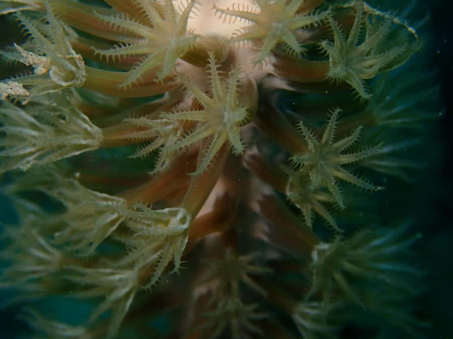 Cartagena: PADI DISCOVER SCUBA / MINICURSO DE BUCEO - How good is the $168 value?