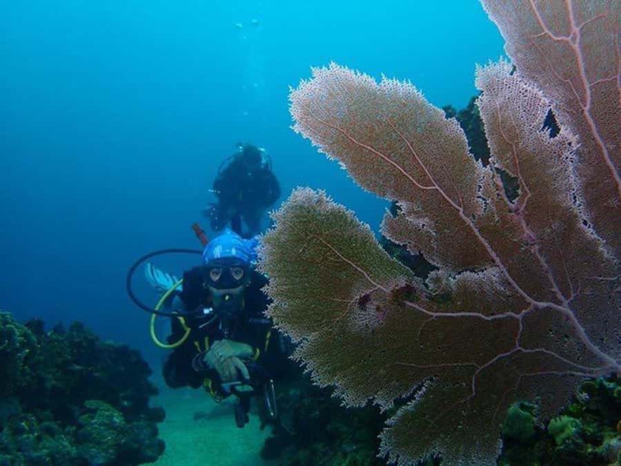 Cartagena: PADI DISCOVER SCUBA / MINICURSO DE BUCEO - Meeting at Club Náutico de Cartagena