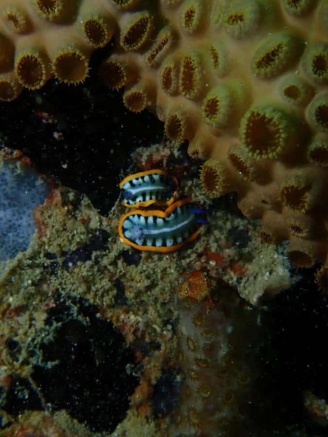 Cartagena: PADI Open Water Diver Course with Certification - Who will get the most from this course?