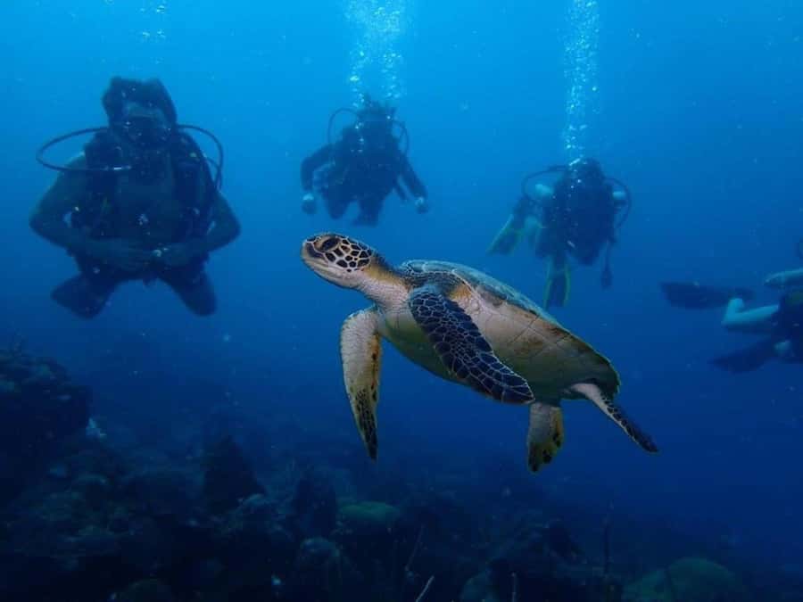 Cartagena: PADI Open Water Diver Course with Certification - Pool practice in Cartagena builds confidence