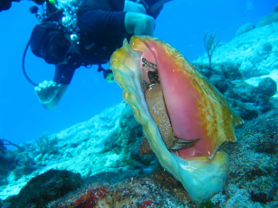 Cartagena: Scuba Diving Day Trip at Playa Blanca with Lunch - Who should book this Barú scuba day?