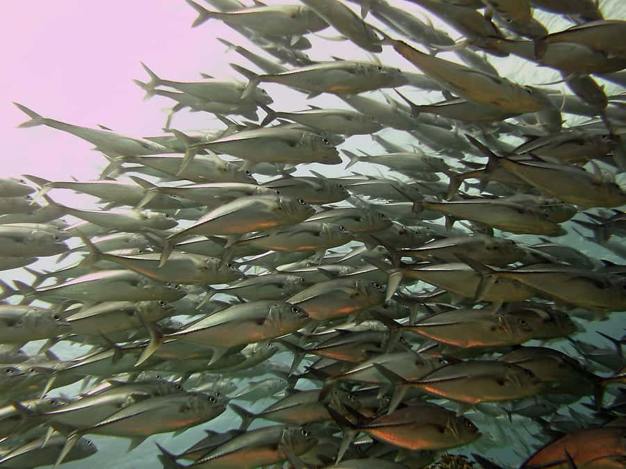 Cartagena: Scuba Diving Day Trip at Playa Blanca with Lunch - A slow afternoon on white sand