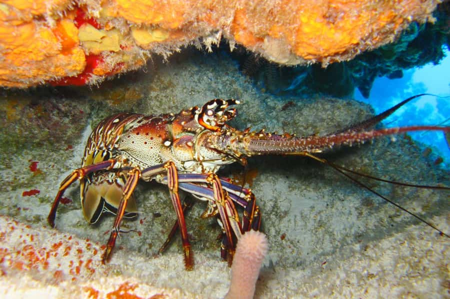 Cartagena: Scuba Diving Day Trip at Playa Blanca with Lunch - The return by boat, beach walk, and bus