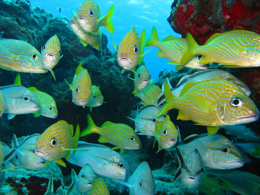 Cartagena: Scuba Diving Day Trip at Playa Blanca with Lunch - Is $120 a fair price?