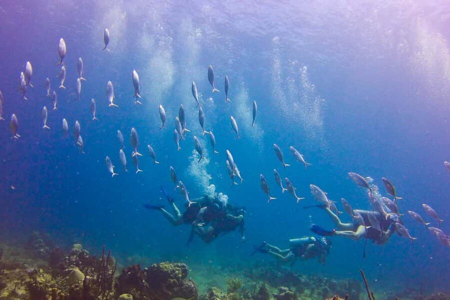 Catalina Island Scuba Diving Tour from Punta Cana - Who should book this Catalina Island tour?