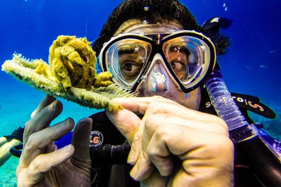 Catalina Island Scuba Diving Tour from Punta Cana - The Wall, Catalina’s more serious underwater stop
