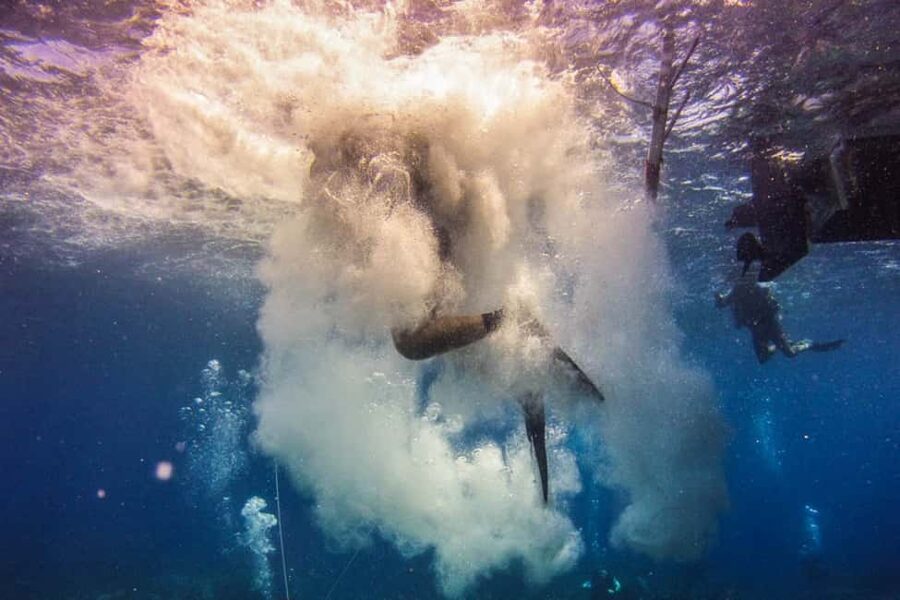 Catalina Island Scuba Diving Tour from Punta Cana - The Aquarium and Catalina’s marine life