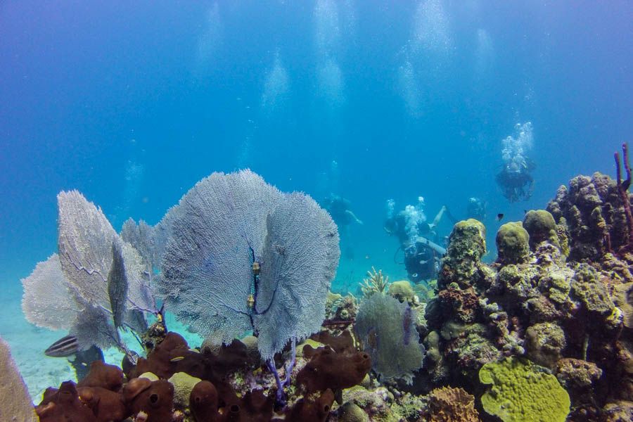 Catalina Island Scuba Diving Tour from Punta Cana - The private beach, BBQ, and four hours of downtime