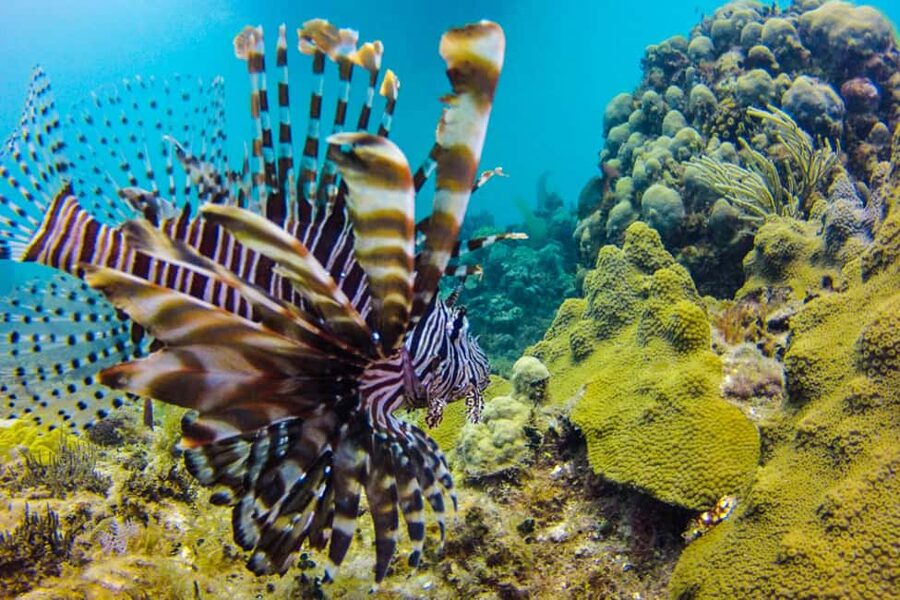 Catalina Island Scuba Diving Tour from Punta Cana - Safety, health rules, and who should take part