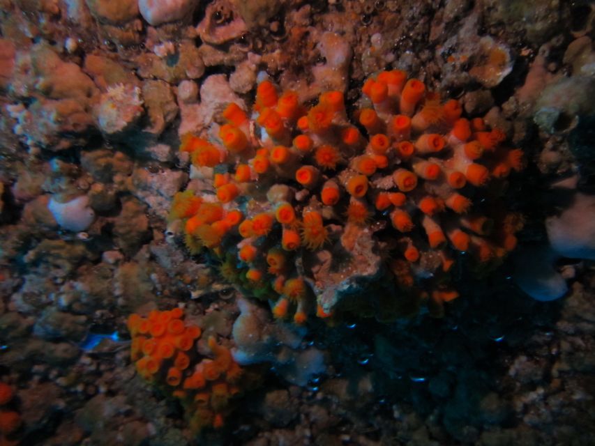 Catania: Gulf Scuba Diving Tour with Marine Biologist - Who Should Book This Underwater Tour
