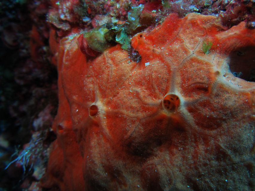 Catania: Gulf Scuba Diving Tour with Marine Biologist - Price, Value, and What Is Included