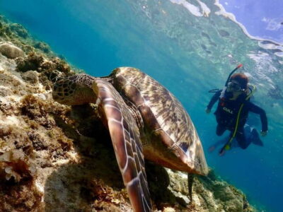 Cebu: Beach Scuba Diving Experience