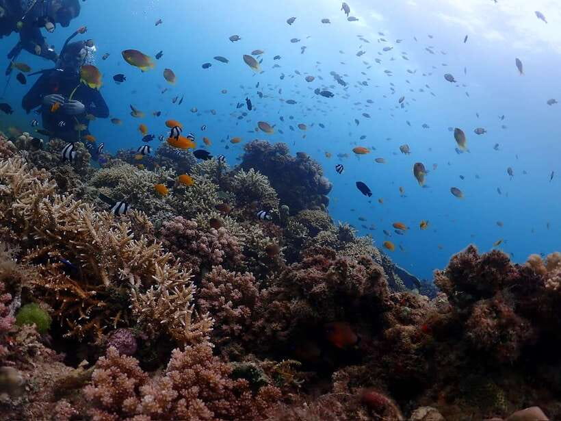 Cebu: Beach Scuba Diving Experience - What the $47 price includes