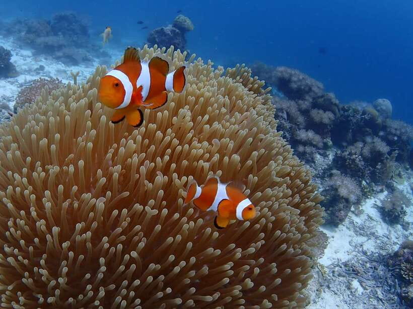 Cebu: Boat Diving Two Dive Tour in Olango Island - Key points to know before booking