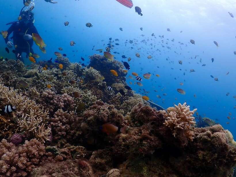 Cebu: Boat Diving Two Dive Tour in Olango Island - A practical schedule for your day