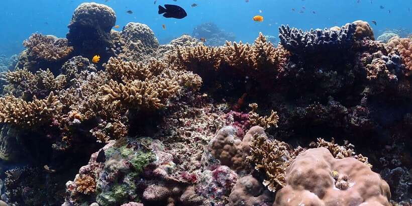 Cebu: Boat Diving Two Dive Tour in Olango Island - What the praise tells you about the experience