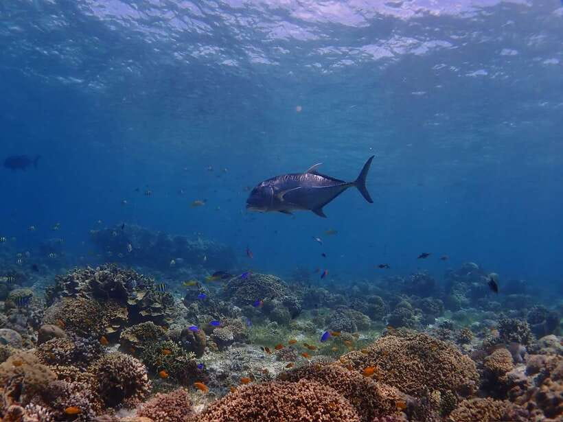 Cebu: Boat Diving Two Dive Tour in Olango Island - Who should book this Olango Island trip