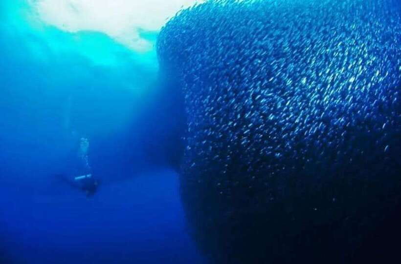 Cebu: Moalboal Scuba Diving, Sardines Run & Pescador Snorkel - Key points to know before booking
