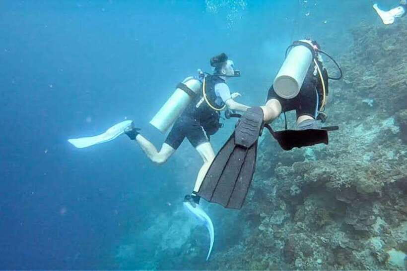 Cebu: Moalboal Scuba Diving, Sardines Run & Pescador Snorkel - Why Moalboal’s sardine run is worth your morning