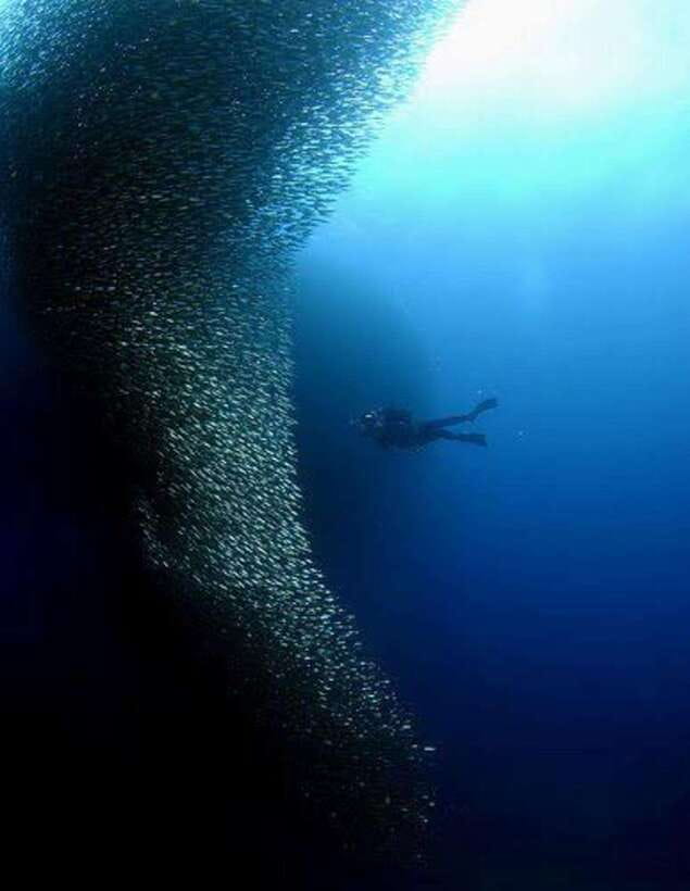 Cebu: Moalboal Scuba Diving, Sardines Run & Pescador Snorkel - Pescador Island snorkeling and reef scenery