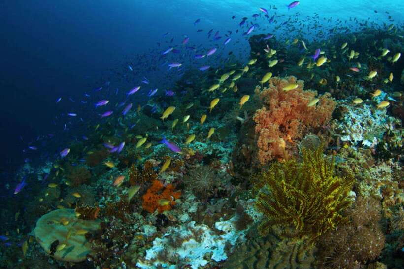 Cebu: Moalboal Scuba Diving, Sardines Run & Pescador Snorkel - Transport from Cebu hotels to the coast