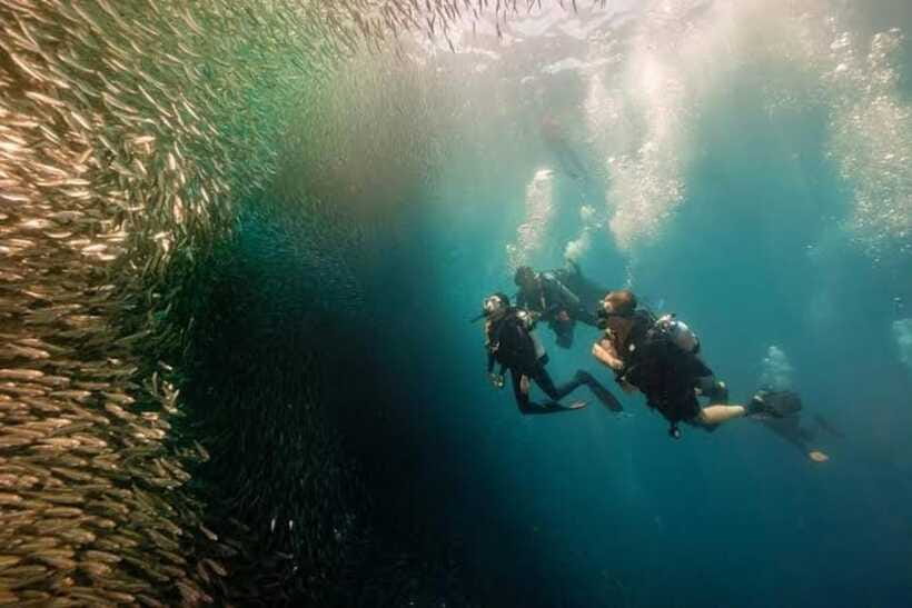Cebu: Moalboal Scuba Diving, Sardines Run & Pescador Snorkel - Photos, currents, and what you can realistically expect to see