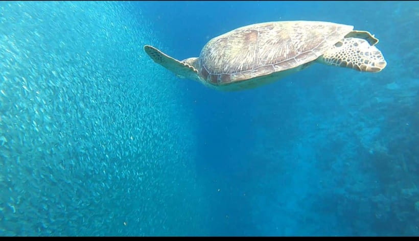 Cebu: Moalboal Scuba Diving, Sardines Run & Pescador Snorkel - Practical details that improve the day