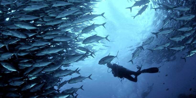 Cebu: Moalboal Scuba Diving with Sardines and Turtle Snorkel - Key points to know before booking