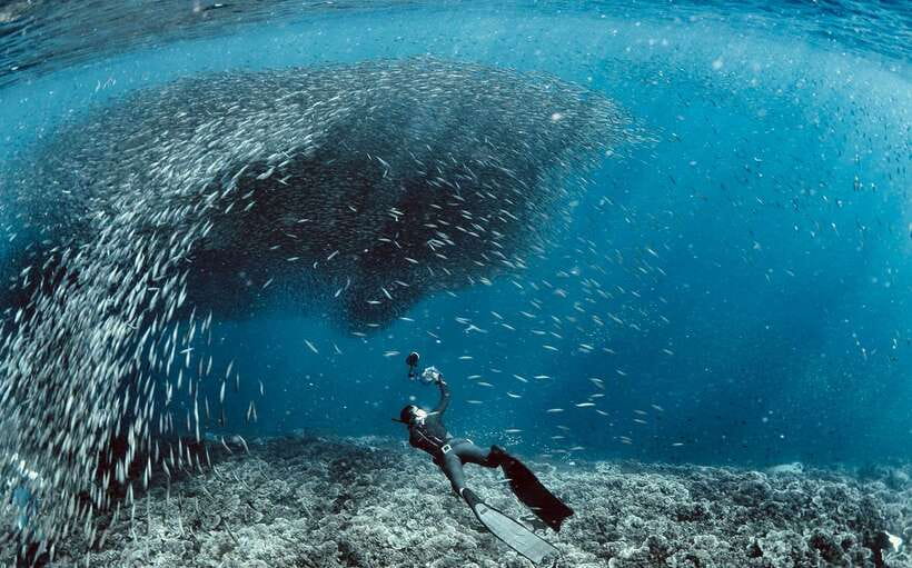 Cebu: Moalboal Scuba Diving with Sardines and Turtle Snorkel - The sardine gathering is the day’s main event