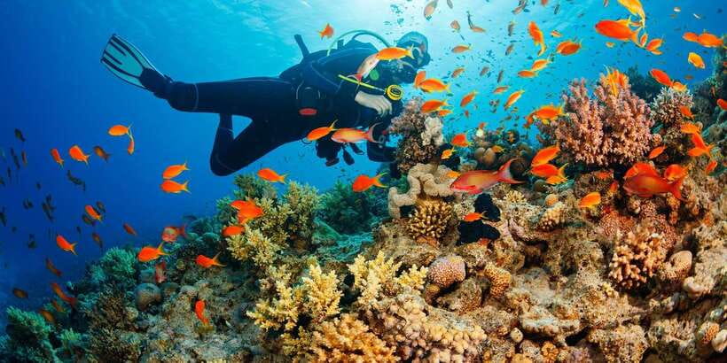 Cebu: Moalboal Scuba Diving with Sardines and Turtle Snorkel - Eleven hours from Cebu, with transport included