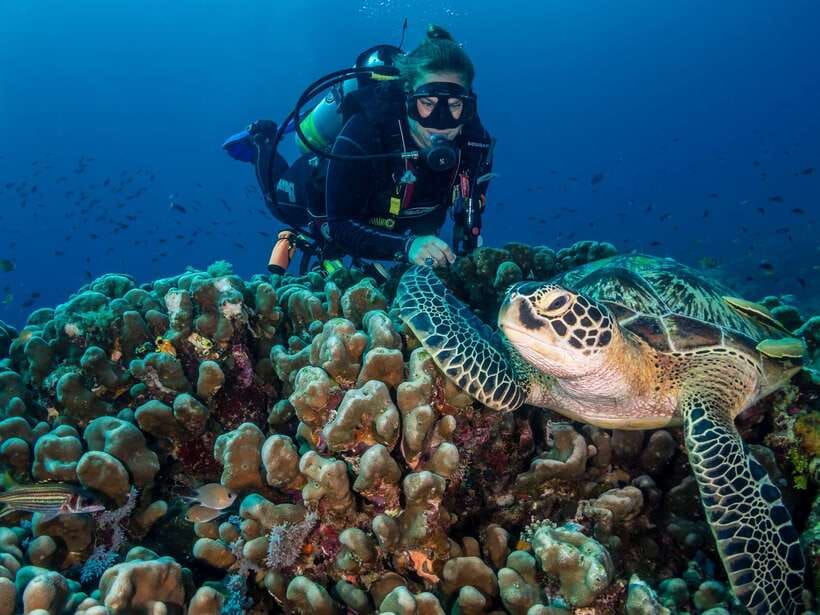 Cebu: Moalboal Scuba Diving with Sardines and Turtle Snorkel - Who should book this Moalboal outing?
